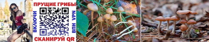 Купить где  Сибай  Галлюциногенные грибы Psilocybe 
